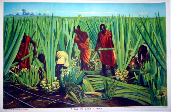 Workers cutting stalks of Sisal