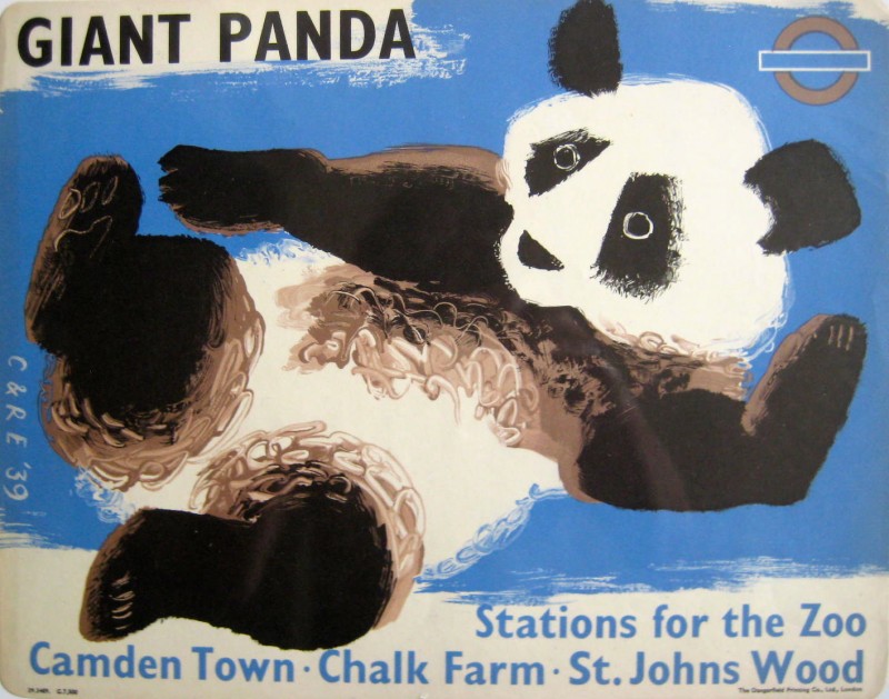 a giant panda