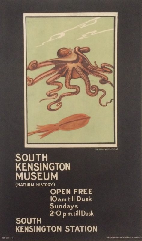 Two Octopus on show at South Kensington Museum.