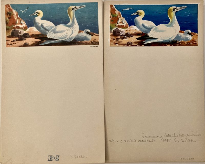 original artwork for menu Gannets; Menu featuring gannets and the original artwork