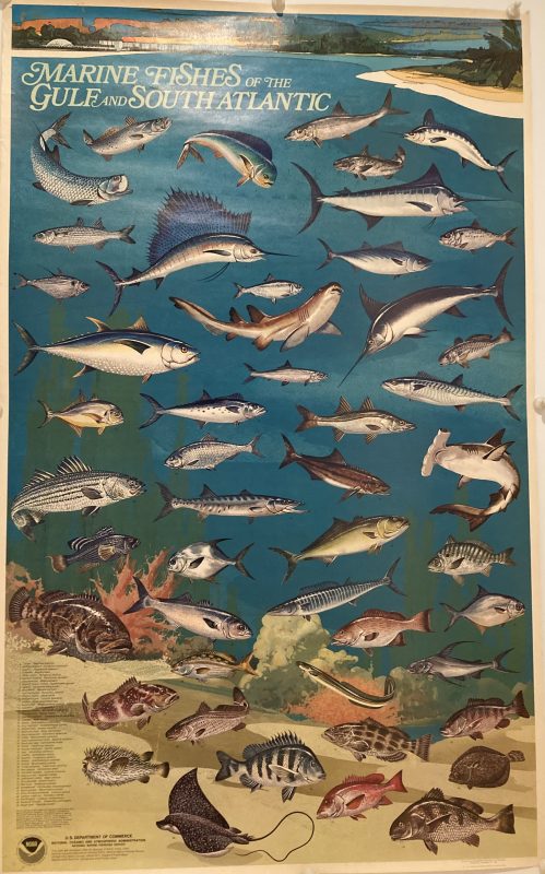 Underwater scene with different species of fish