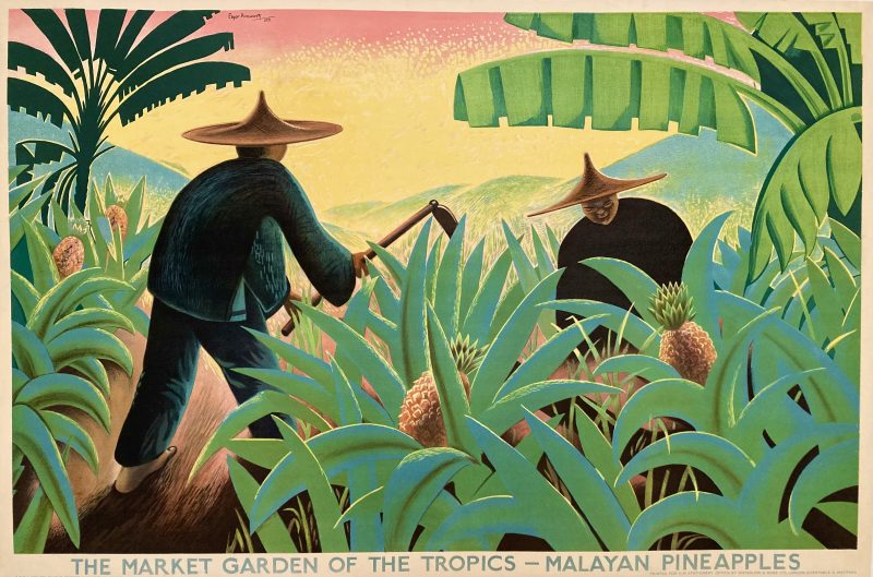 Pineapple harvesting in a tropical landscape